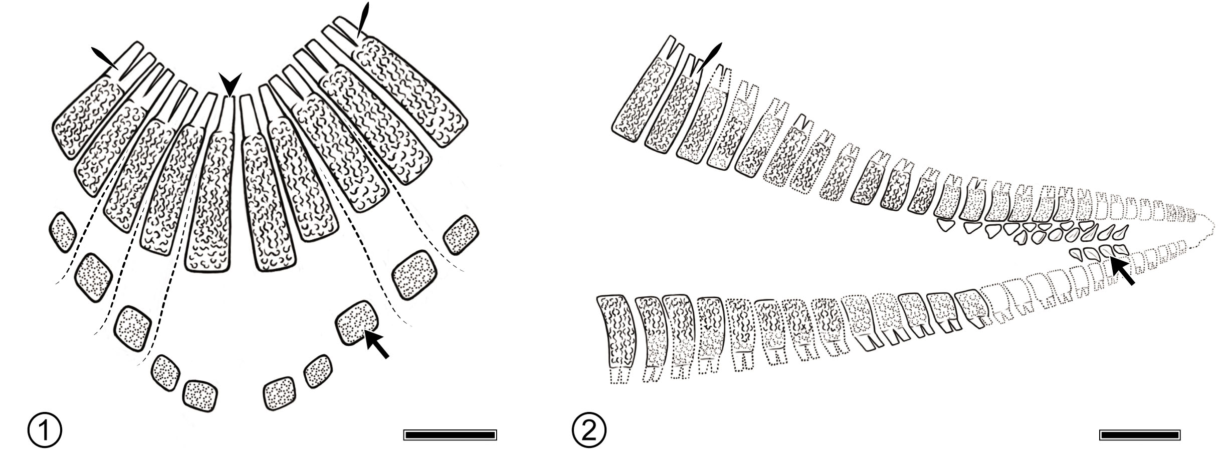 fig.5