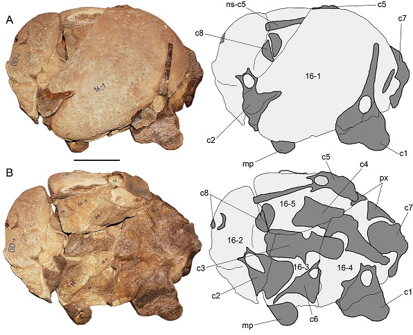 fig.5