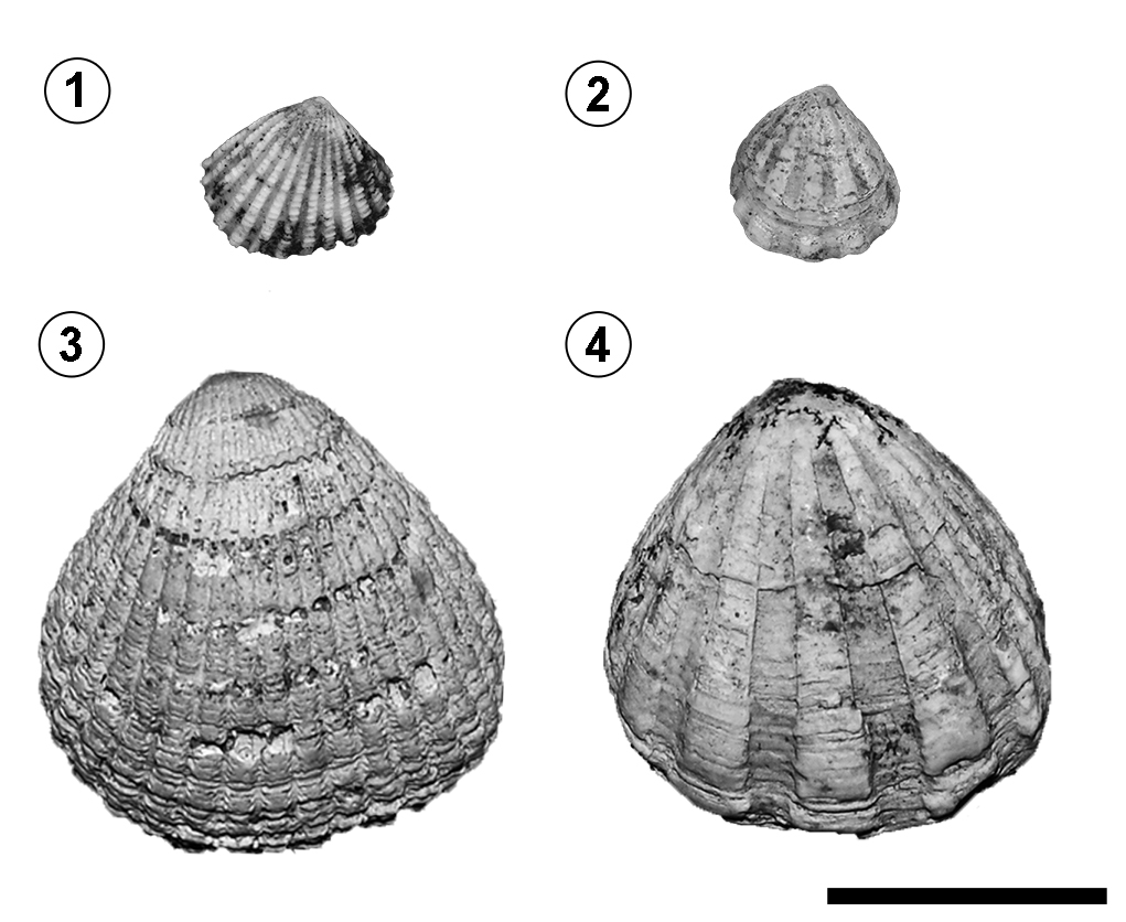 fig.3