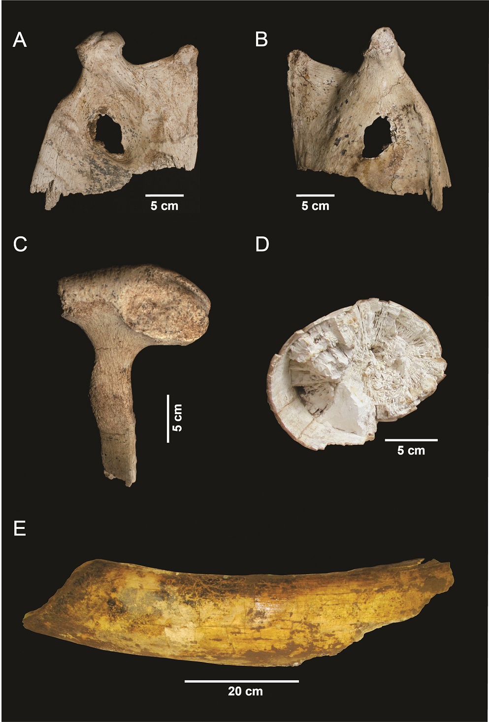 fig.7